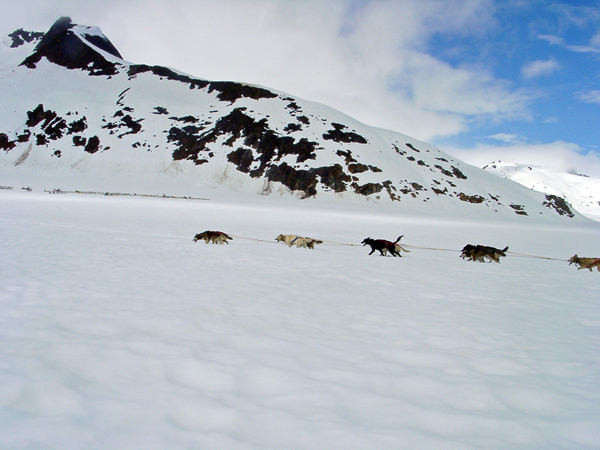 sled dogs